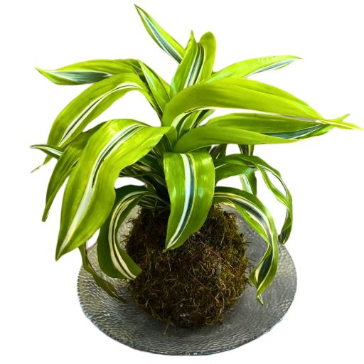 PLANTA KOKEDAMA DRACAENA